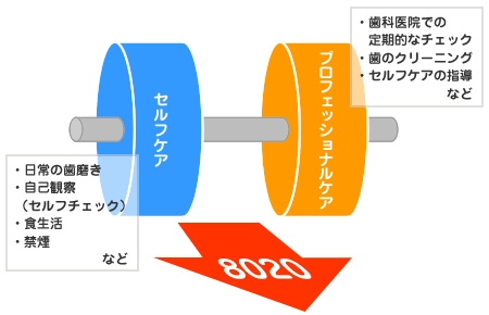 【予防メインテナンスブログ】8020運動図.png