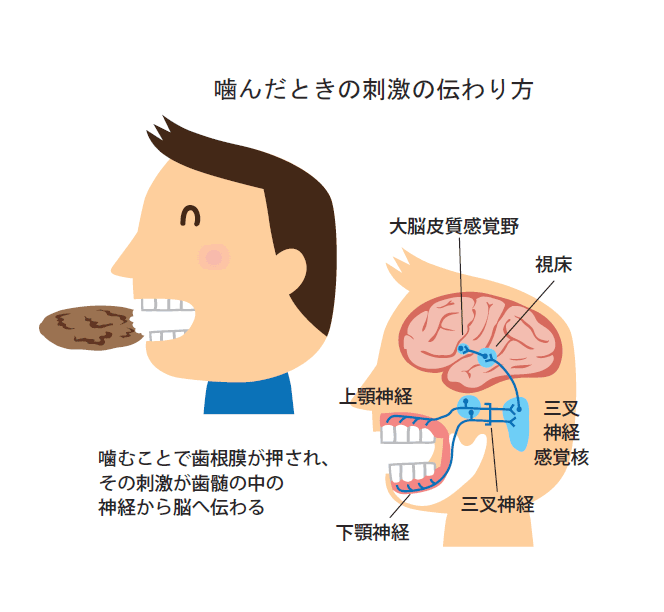 噛む刺激の伝わり.gif