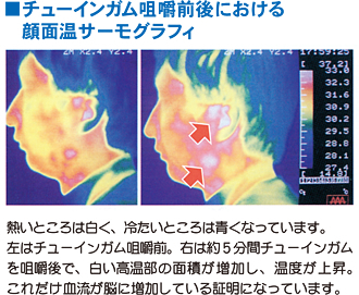 噛むことと血流.jpg