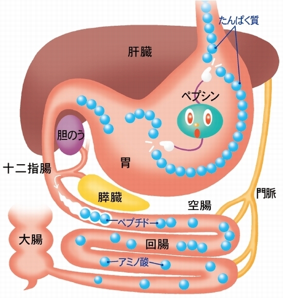 消化.JPG